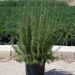 Aromatik Adaçayı-1