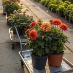 Dahlia 6
