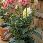 Dahlia 7