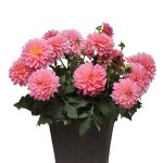 Dahlia 8