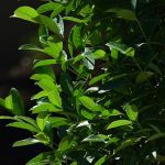 Licidum-2