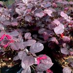 Loropetalum-1