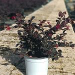 Loropetalum-4