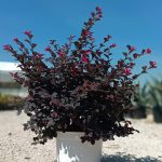 Loropetalum-5
