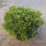 PITTOSPORUM-4