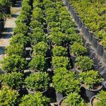 PITTOSPORUM-5