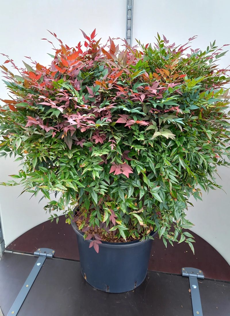 Nanidina domestica1